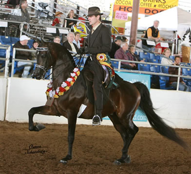 Mariachi WA, Reserve Champion Country English Pleasure